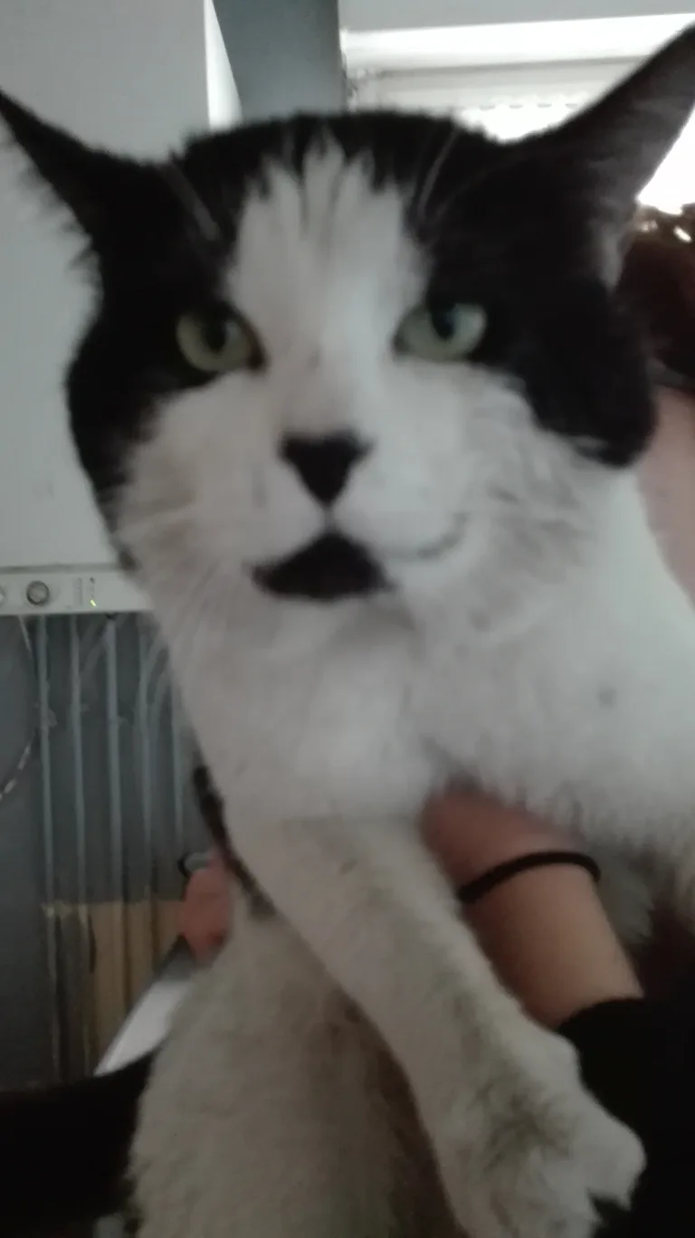 Oreo