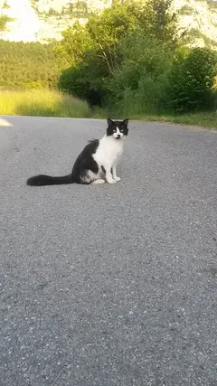 Chat trouvé Sans race particulière