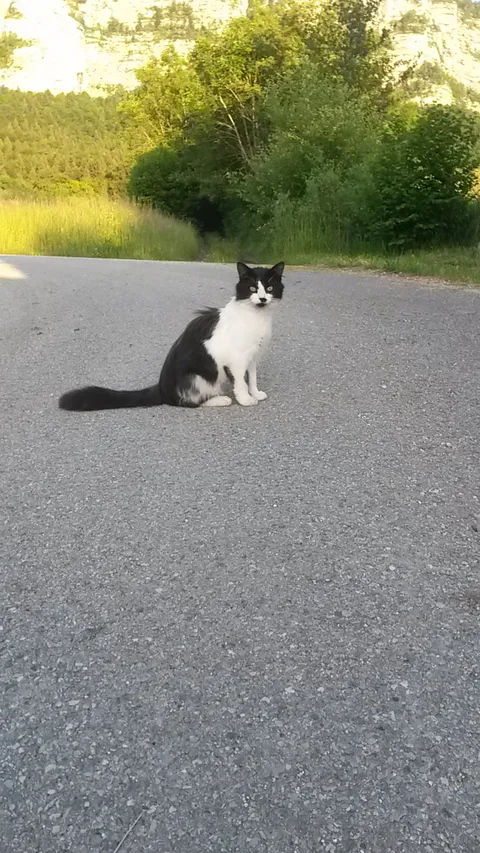 Chat trouvé