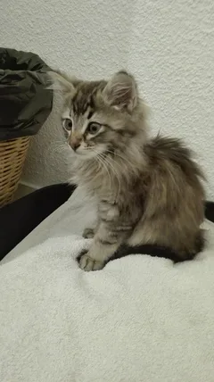 Chat trouvé Européen