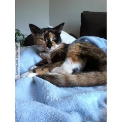 Chat trouvé Européen