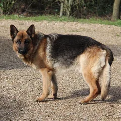 Chien perdu Berger Allemand