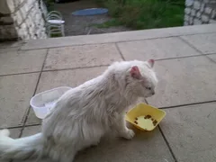 Chat trouvé Sans race particulière