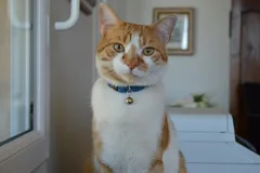 Chat perdu Européen