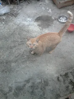 Chat trouvé Européen