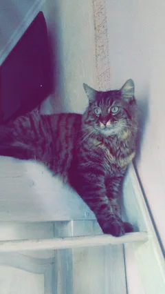 Chat perdu Maine Coon