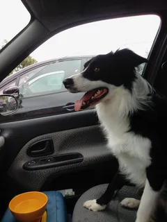 Chien trouvé Border Collie