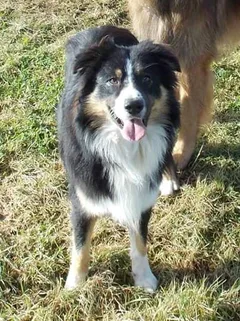 Chien perdu Berger Australien