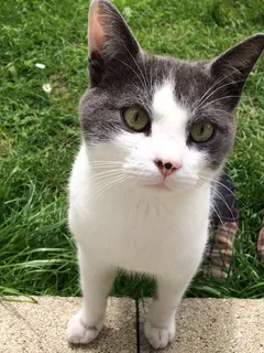 Chat trouvé Européen