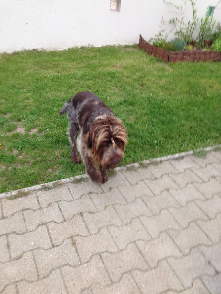Chien trouvé