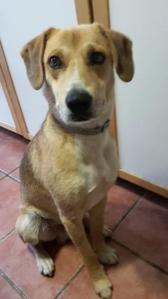 Chien trouvé Croisé