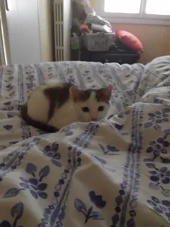 Chat perdu Européen