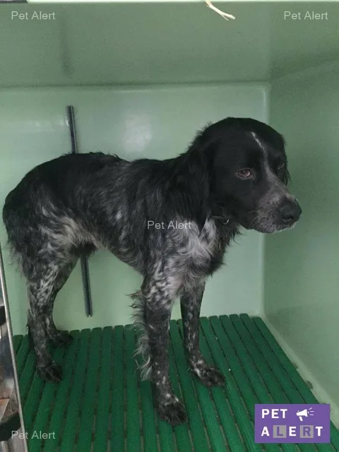 Chien trouvé