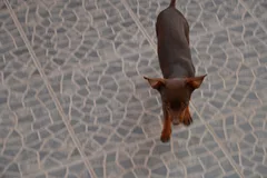Chien perdu Pinscher