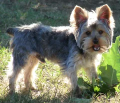 Chien perdu Yorkshire Terrier