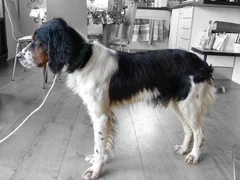 Chien trouvé Epagneul Breton
