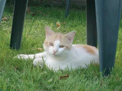 Chat perdu Européen