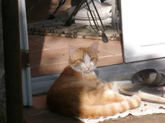 Chat perdu Européen