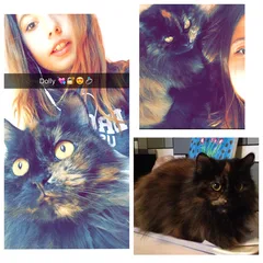 Chat perdu Angora Turc