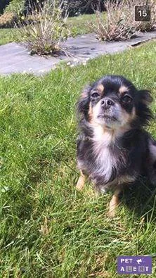 Chien perdu Chihuahua