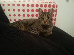 Chat perdu Européen