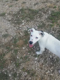 Chien trouvé Chien Courant