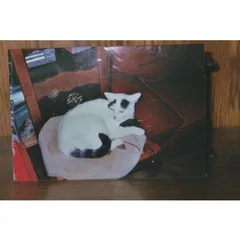 Chat perdu Européen