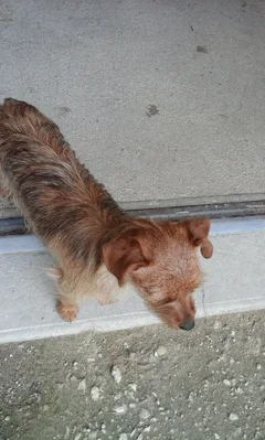 Chien trouvé Teckel