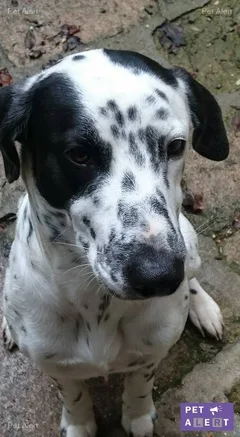 Chien perdu Dalmatien