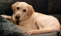 Chien perdu Labrador-Retriever