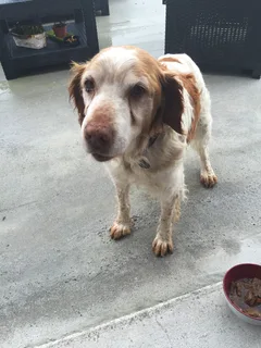 Chien perdu Epagneul Breton