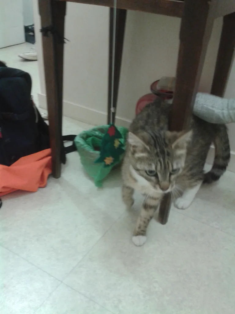 Chat trouvé