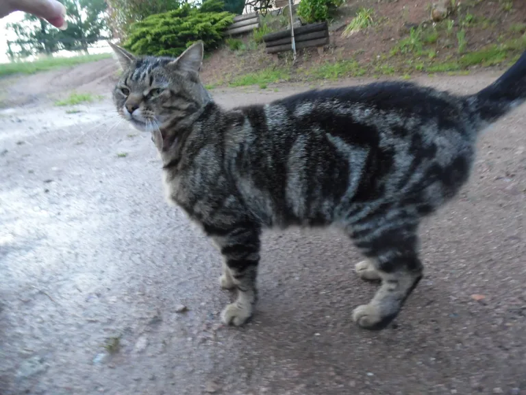 Chat trouvé