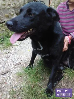 Chien trouvé Croisé