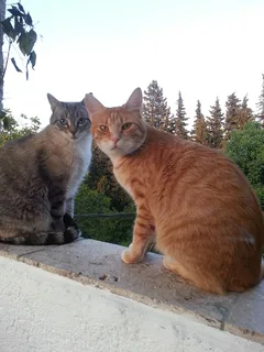 Chat perdu Européen