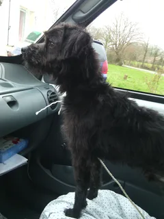 Chien trouvé Griffon bleu de Gascogne