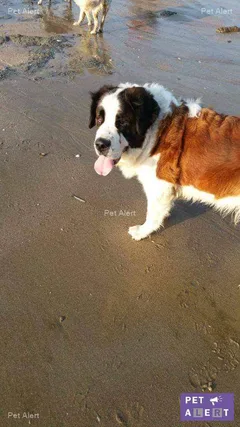 Chien perdu Saint-Bernard