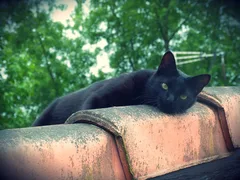 Chat perdu Européen