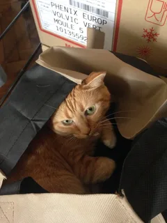 Chat perdu Européen