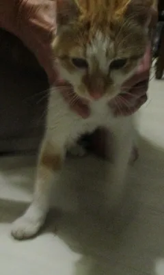 Chat trouvé Européen