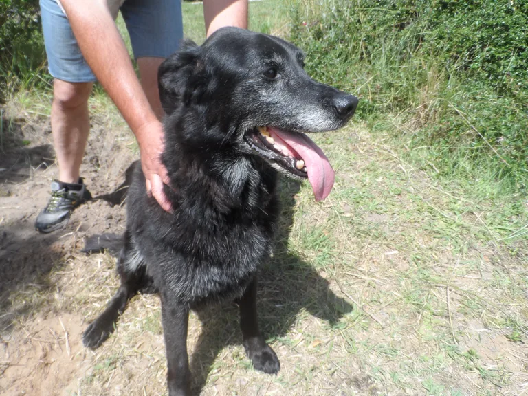 Chien trouvé