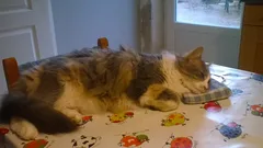Chat perdu Européen