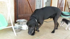 Chien perdu Braque Allemand