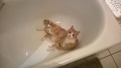 Chat perdu Type oriental