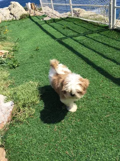 Chien perdu Shitzu