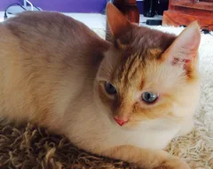 Chat perdu Européen