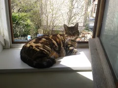 Chat perdu Européen