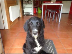 Chien perdu Labrador-Retriever