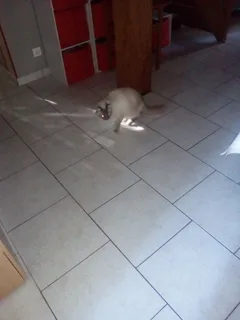 Chat trouvé Persan