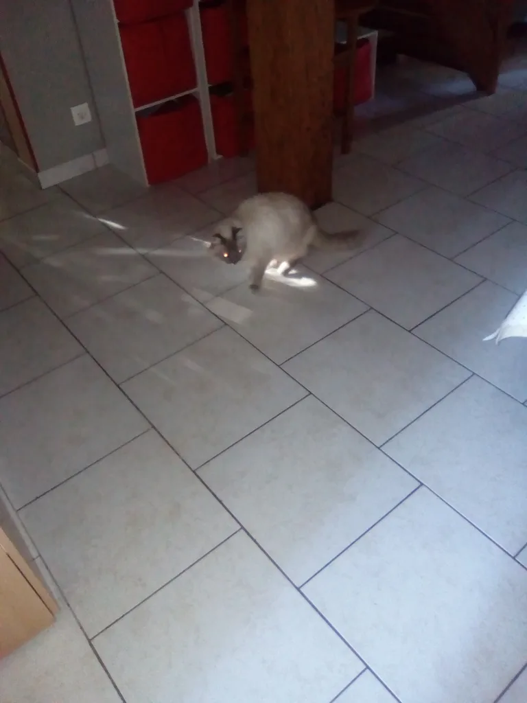 Chat trouvé